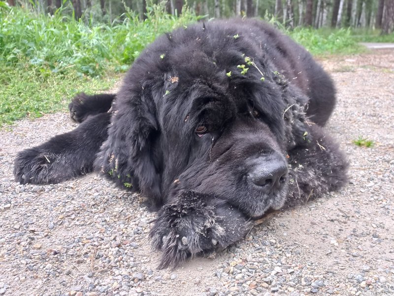 Фото: ньюфаундленд Блэк Даймонд из Аркаима