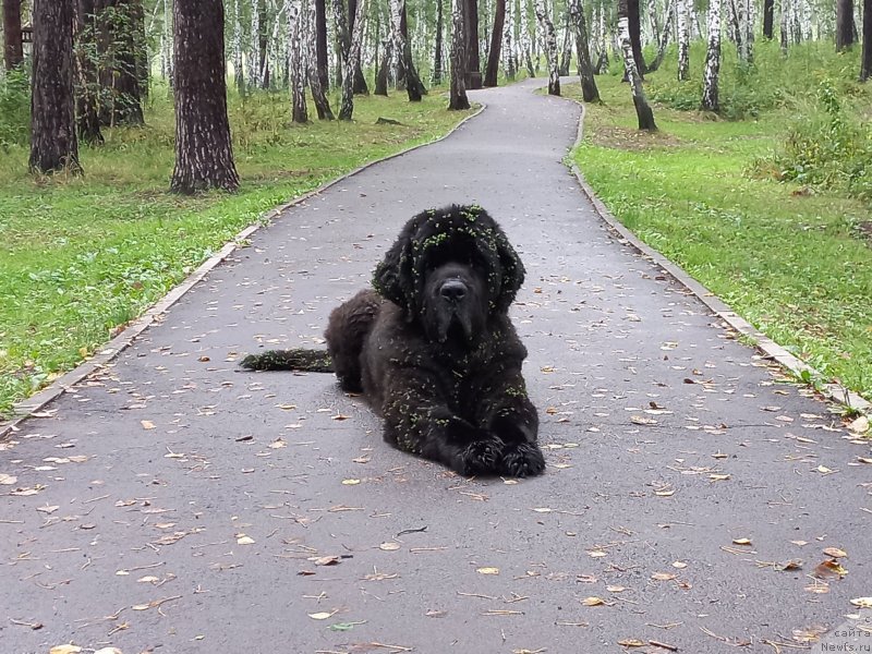 Фото: ньюфаундленд Блэк Даймонд из Аркаима