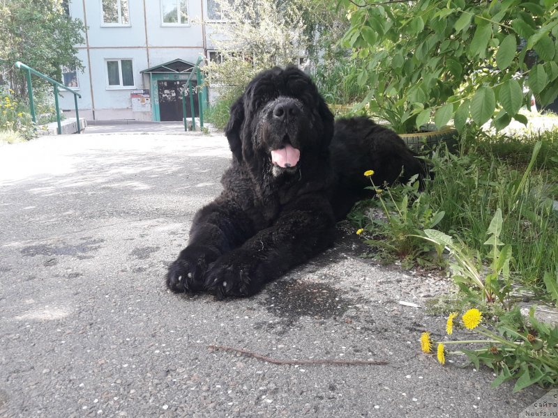 Фото: ньюфаундленд Блэк Даймонд из Аркаима