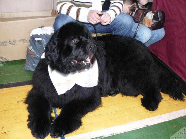 Фото: ньюфаундленд Пчёлкин Дом Афоня