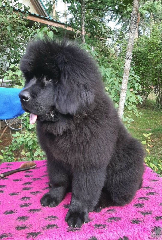 Фотография № 248672