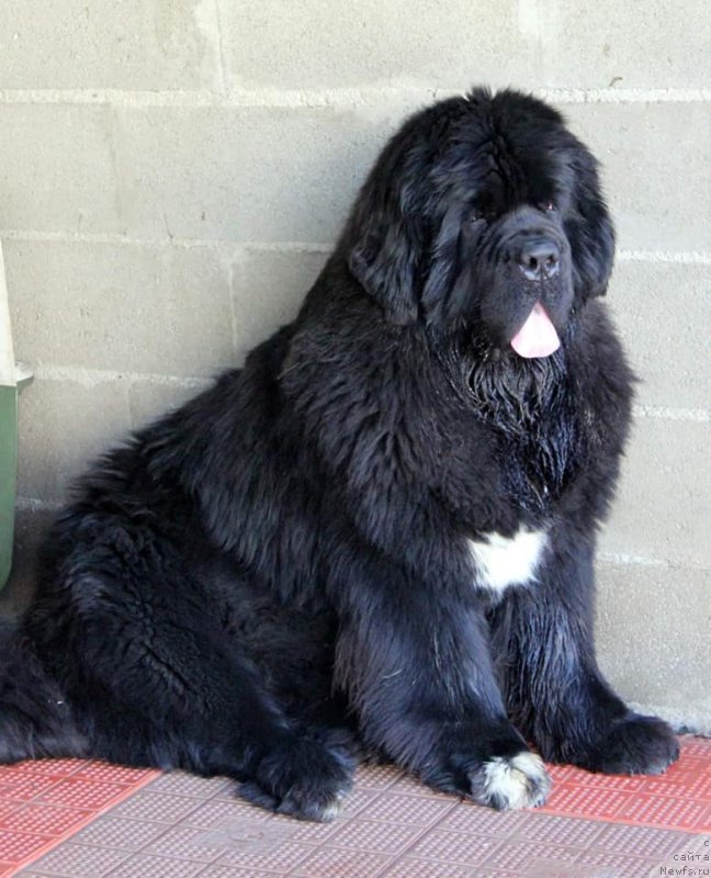 Фото: ньюфаундленд Golden Oak Russel Crowe