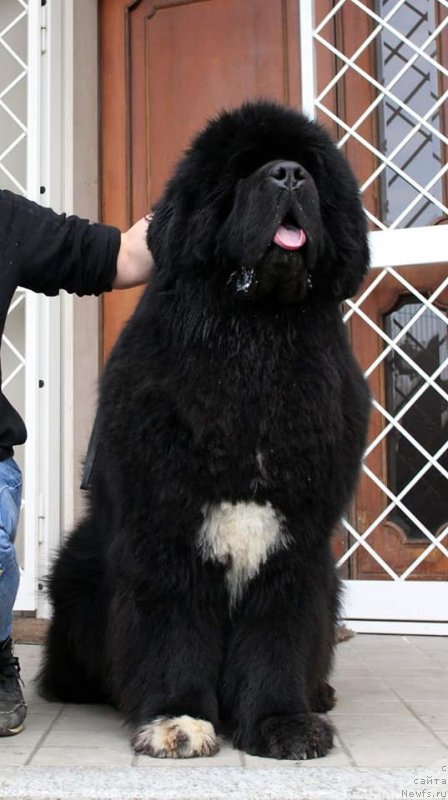 Фото: ньюфаундленд Golden Oak Russel Crowe