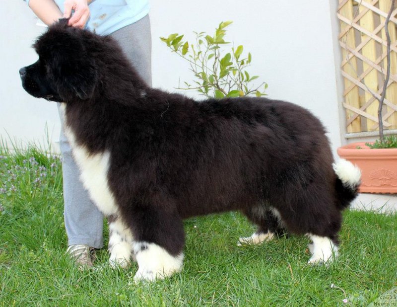 Фото: ньюфаундленд Little Bears Qualified To Win