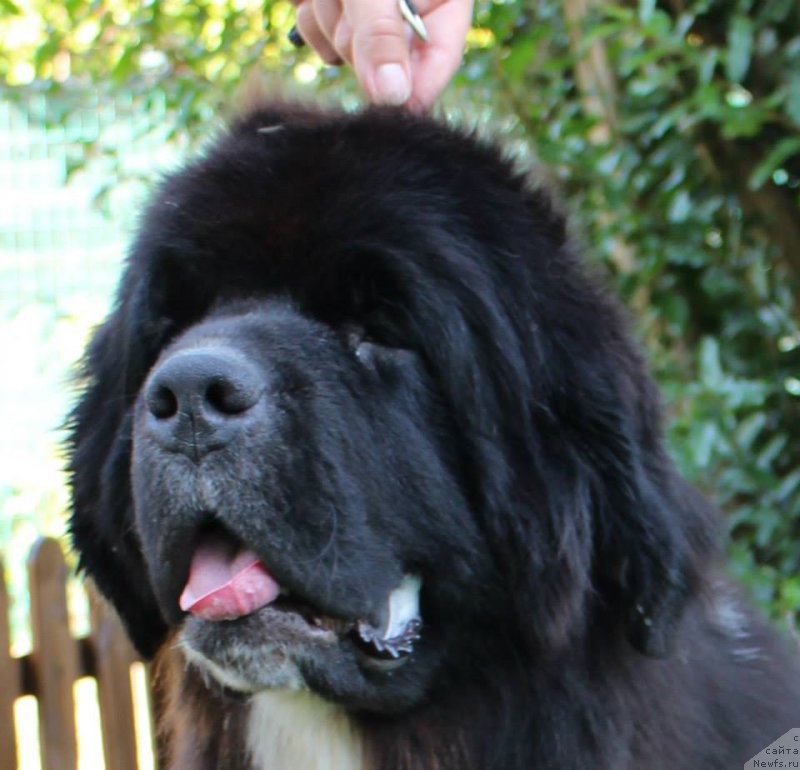 Фото: ньюфаундленд Little Bears Qualified To Win