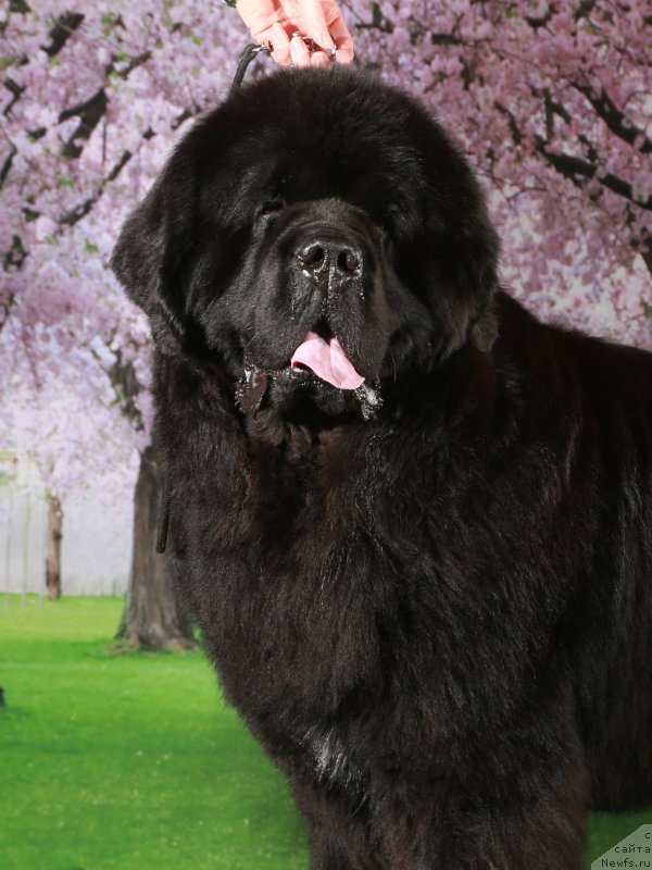 Фото: ньюфаундленд King of Helluland Phenomenon