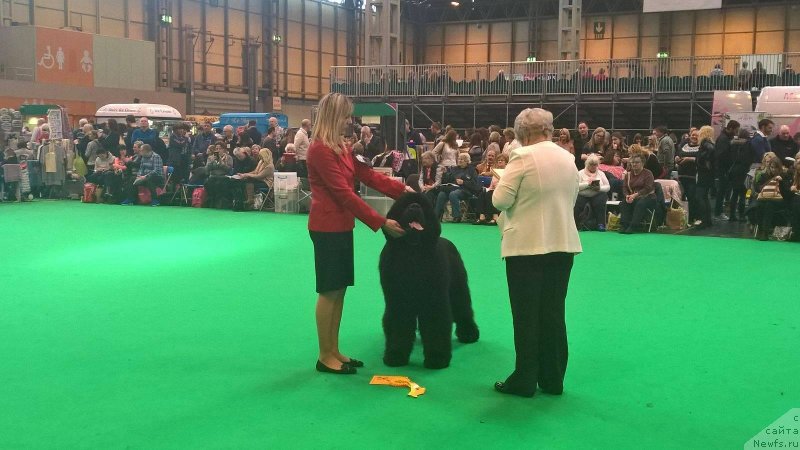 Фото: ньюфаундленд King of Helluland Phenomenon