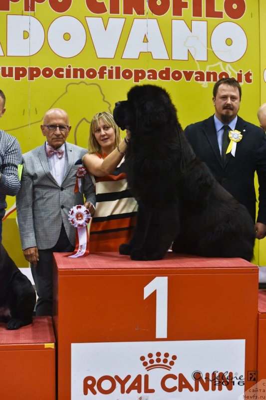 Фото: ньюфаундленд King of Helluland Phenomenon