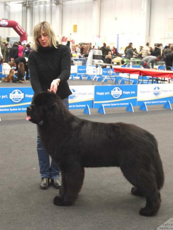 Фото: ньюфаундленд King of Helluland Phenomenon