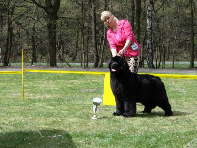 Фото: ньюфаундленд King of Helluland Kisses from You