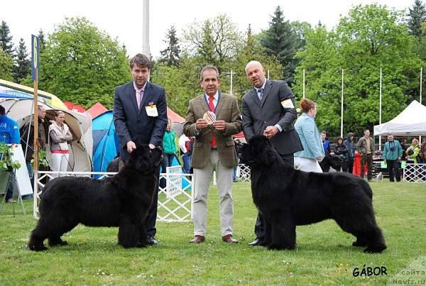 Фото: ньюфаундленд King of Helluland Kisses from You, ньюфаундленд King of Helluland Feel The Win