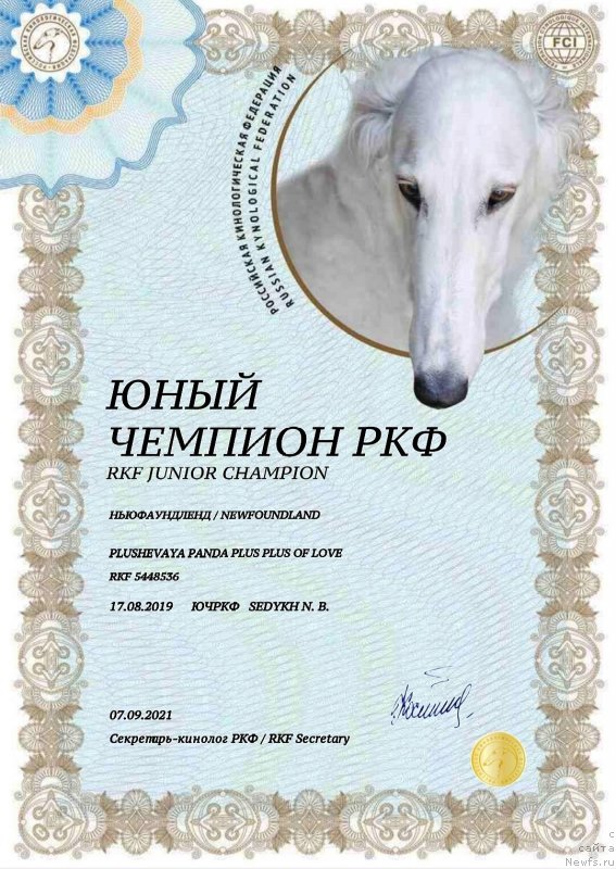 Фото: ньюфаундленд Плюшевая Панда Плюс Плюс оф Лове (Plushevaya Panda Plus Plus of Love)