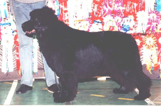 Фото: ньюфаундленд Потап Елочка