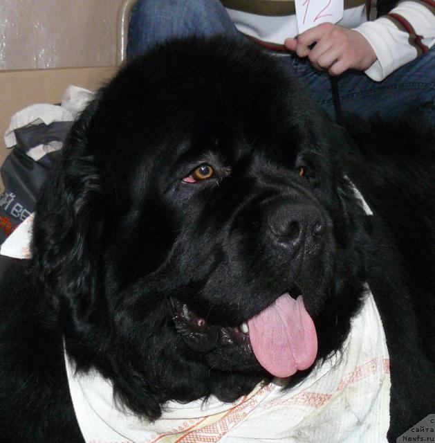 Фото: ньюфаундленд Пчёлкин Дом Афоня