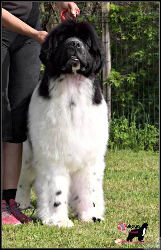 Фото: ньюфаундленд Oukaya Forever Perle-de-Lait