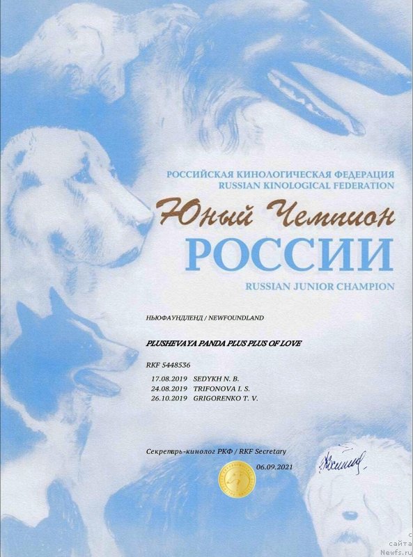 Фото: ньюфаундленд Плюшевая Панда Плюс Плюс оф Лове (Plushevaya Panda Plus Plus of Love)