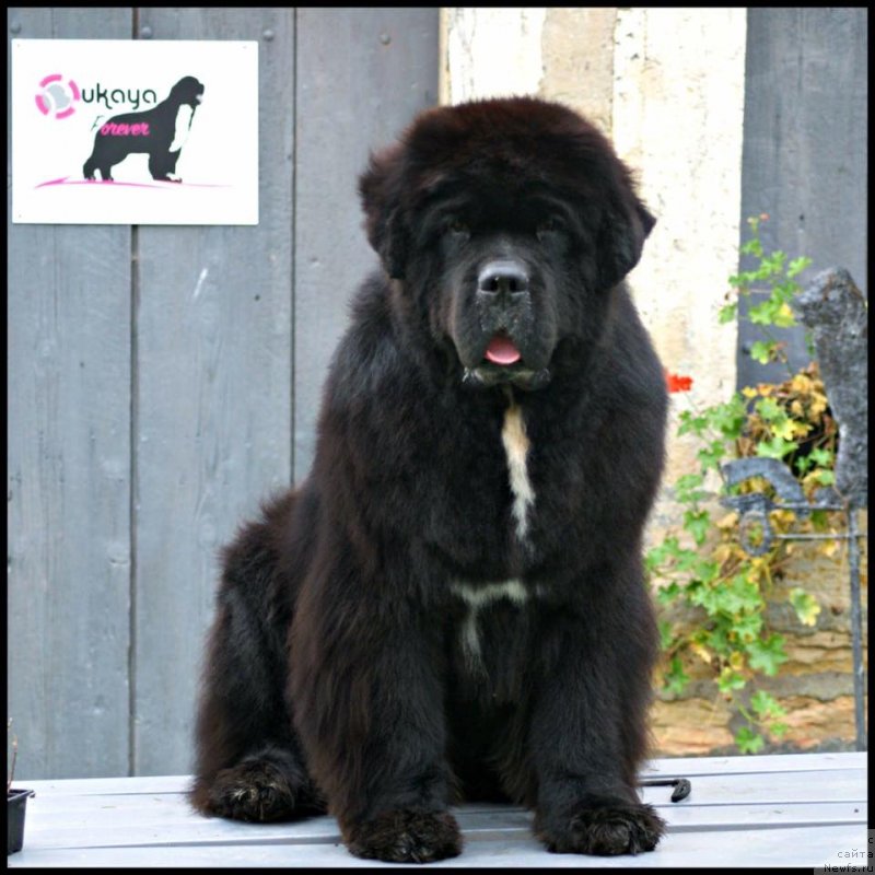 Фото: ньюфаундленд Midnight Lady's B-You're Gonna Hear Me Roar