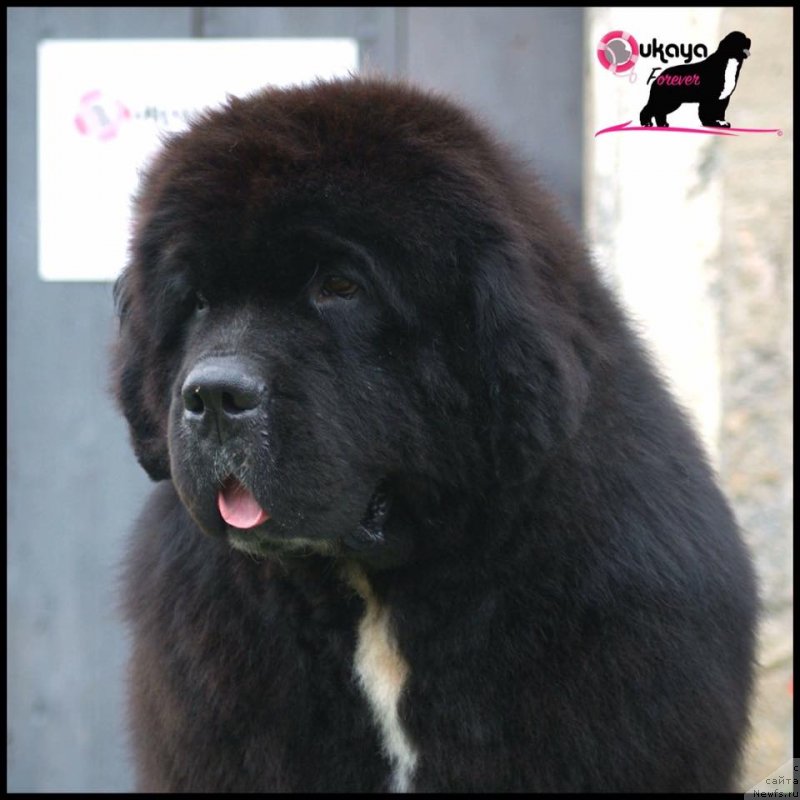 Фото: ньюфаундленд Midnight Lady's B-You're Gonna Hear Me Roar