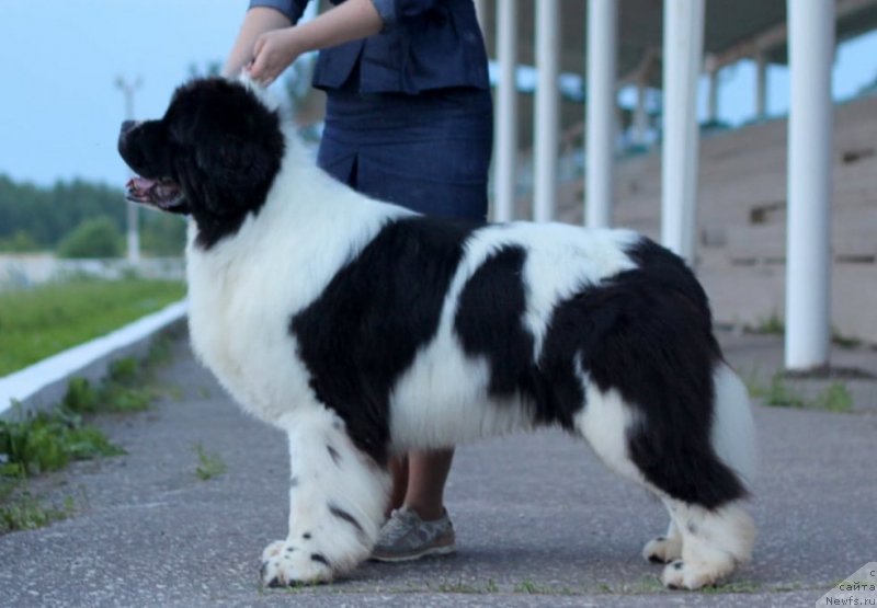 Фото: ньюфаундленд Oukaya Forever Noix-de-Coco