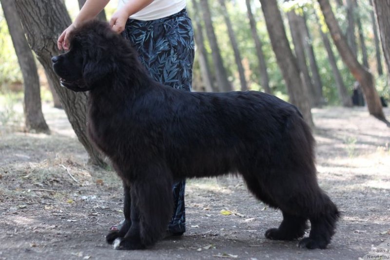 Фото: ньюфаундленд Аквианг Сонг Юджина Меджикал Бьюти (Akvian Song Yugene s Magical Beaytu)