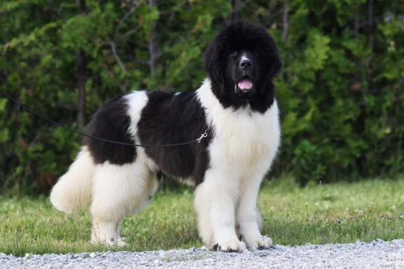 Фото: ньюфаундленд Аквиан Сонг Юв Гот зе Лоок (Akvian Song Yuv Got The Look)