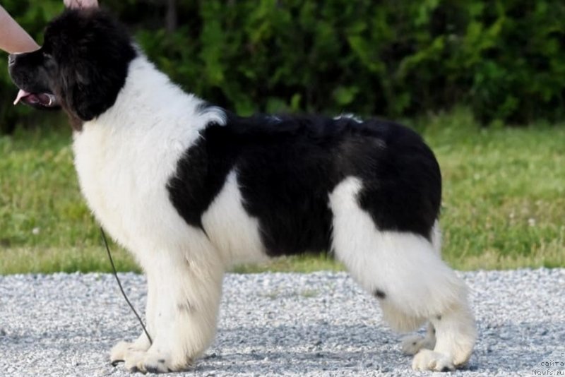 Фото: ньюфаундленд Аквиан Сонг Юв Гот зе Лоок (Akvian Song Yuv Got The Look)