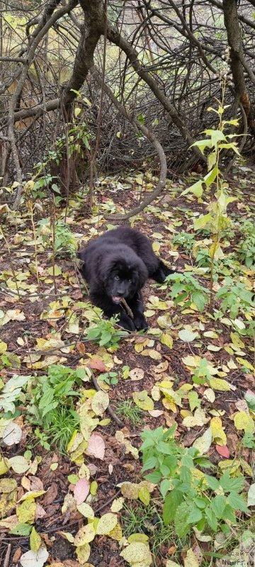 Фото: ньюфаундленд Шейла Форест Фловер