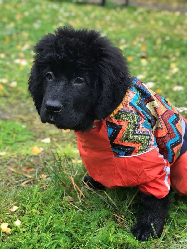 Фото: ньюфаундленд Шона Рисинг Стар