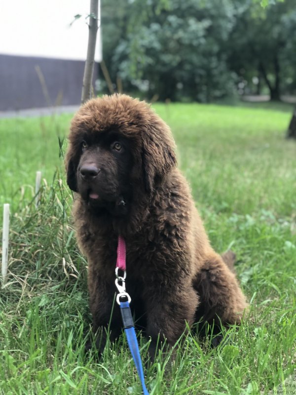 Фото: ньюфаундленд Браунблад МСК Яффа Притти Леди (Brownblood MSK Yaffa Pritti Ledi)