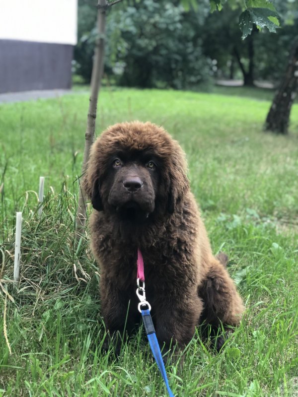 Фото: ньюфаундленд Браунблад МСК Яффа Притти Леди (Brownblood MSK Yaffa Pritti Ledi)