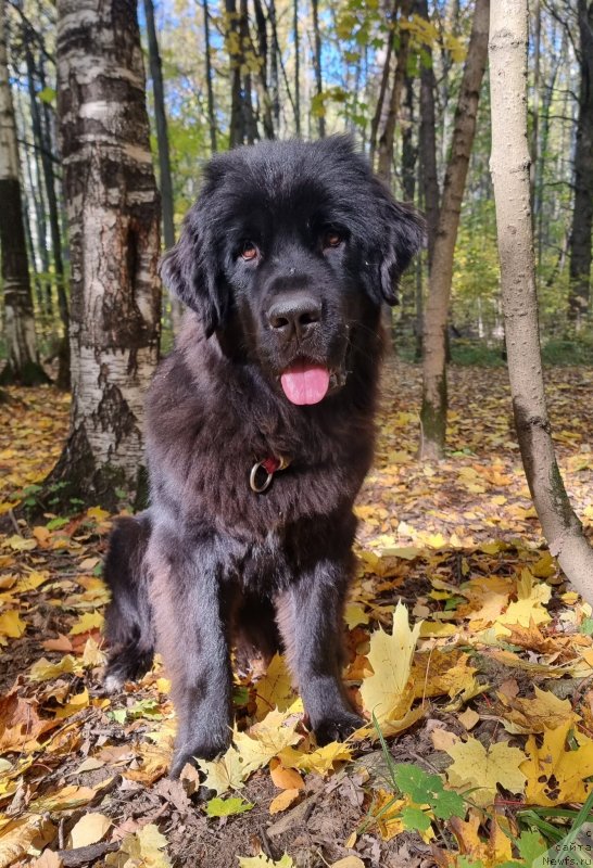 Фото: ньюфаундленд Май Френд Ньюфи Гайтана Мелоди (My Frend Newfy Gaitana Melody)