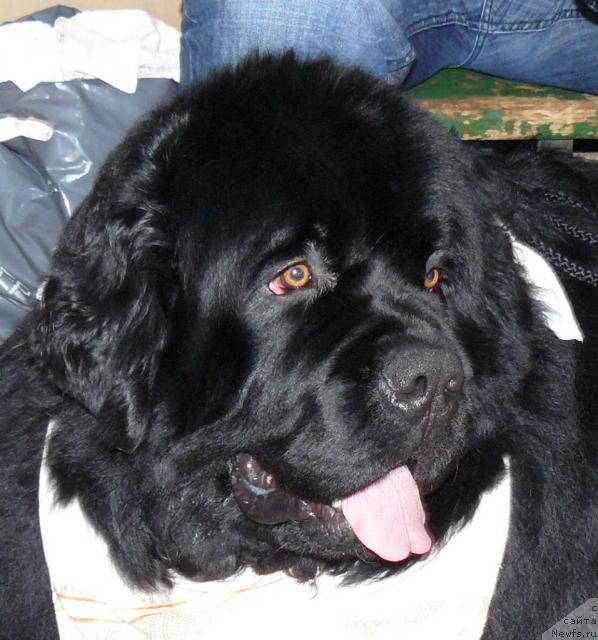 Фото: ньюфаундленд Пчёлкин Дом Афоня