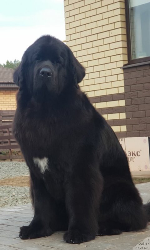 Фото: ньюфаундленд Лаской Согревающая Лаика (Laskoy Sogrevayuschaya Laika)
