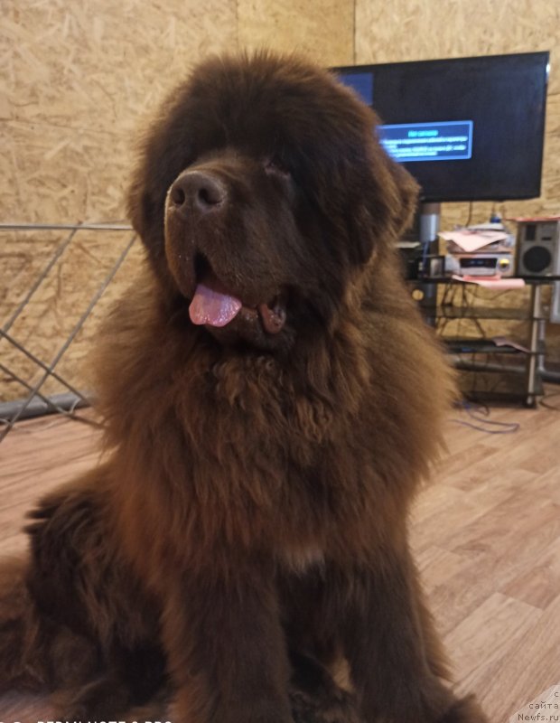 Фото: ньюфаундленд Сибериан Дилайт Викинг