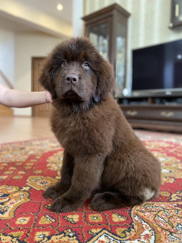 Фото: ньюфаундленд Черный Балу Саванна Солнце (Cherniy Balu Savanna Solnce)