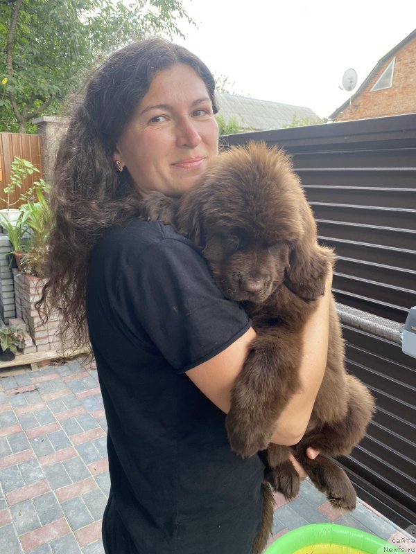 Фото: ньюфаундленд Черный Балу Сахара Эспрессо (Cherniy Balu Sahara Espresso)