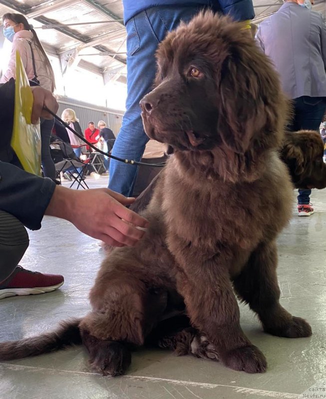 Фото: ньюфаундленд Черный Балу Самира Эфенди (Cherniy Balu Samira Efendi)
