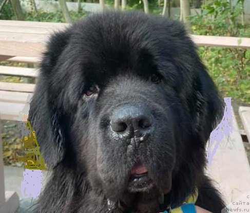 Фото: ньюфаундленд Даанич Веселый Роджер