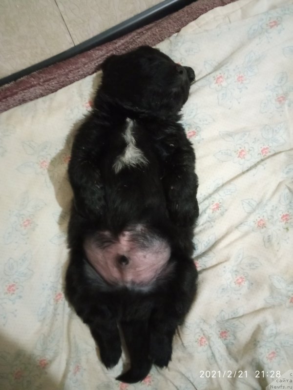 Фото: ньюфаундленд Центурион Горячее Сердце