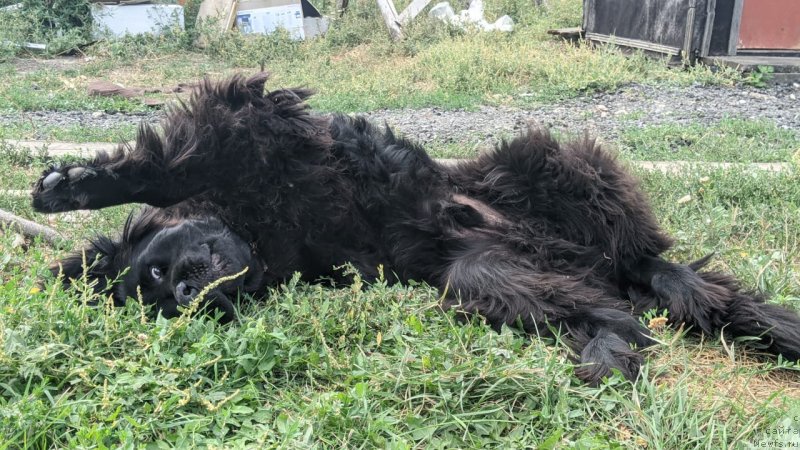 Фото: ньюфаундленд Центурион Горячее Сердце