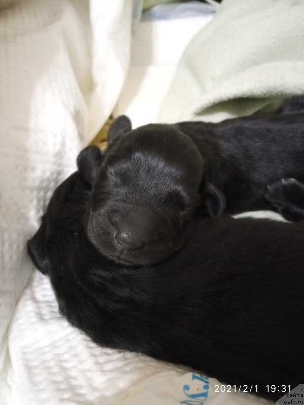 Фото: ньюфаундленд Циния Дарующая Любовь