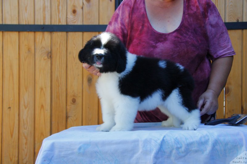 Фотография № 248759