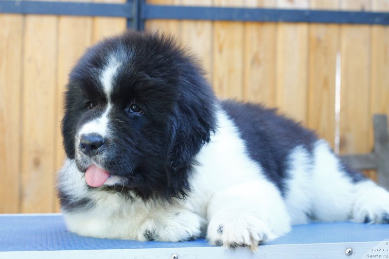 Фото: Обуш Шед Уно Флаффи Гёрл