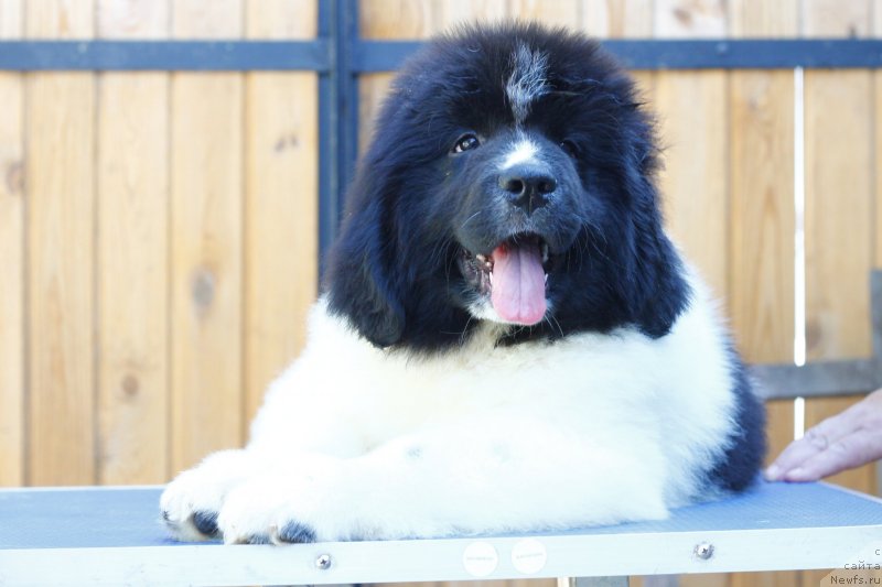 Фотография № 248762