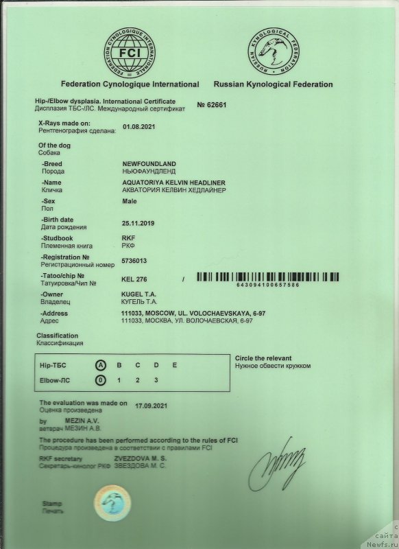 Фото: ньюфаундленд Акватория Келвин Хедлайнер (Aquatoriya Kelvin Headliner)