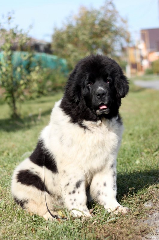 Фото: ньюфаундленд Аквиан Сонг Астра (Akvian Song Astra)