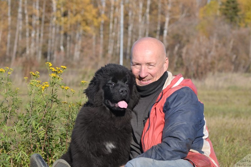 Фото: ньюфаундленд Вятский Медведь Роскошная Бархотка (Vyatskiy Medved Roskoshnaya Barxotka)
