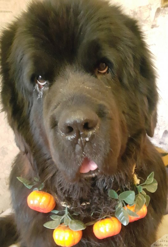 Фото: ньюфаундленд Даанич Веселый Роджер