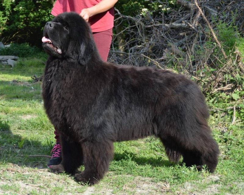 Фото: ньюфаундленд Mississippi-Missouri Aisha