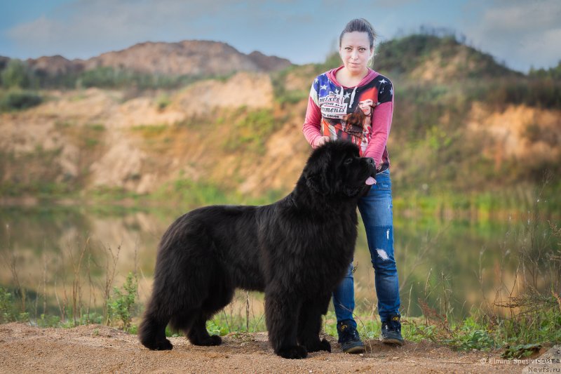 Фото: ньюфаундленд Акватория Келвин Хедлайнер (Aquatoriya Kelvin Headliner)